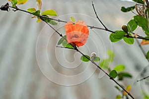 Pomegranate trees are self-fruitful, which means the flowers