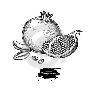 Pomegranate vector drawing. Hand drawn tropical fruit illustration. Engraved summer