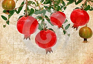 Pomegranate vintage background
