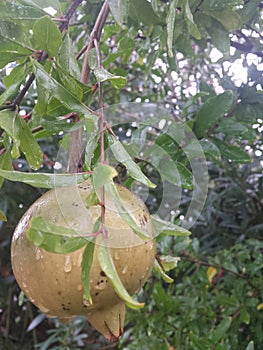 Pomegranate