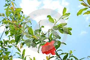 Red pomegranate flowers in bloom with white clouds