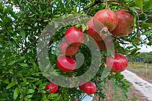 Pomegranates cultivation in South Apulia