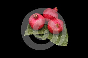 Pomegranates on green leaves symbols of the Jewish new year (Rosh HaShana)