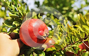 Pomegranates growing on tree.