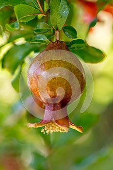 Pomegranates Growing on a Tree