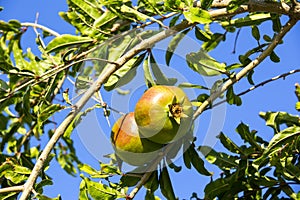 Pomegranates