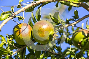 Pomegranates