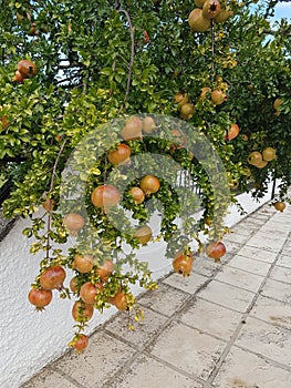 Pomegranates in the pomegranate treen  in autumn