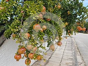 Pomegranates in the pomegranate treen  in autumn