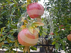 Pomegranates in the pomegranate treen  in autumn