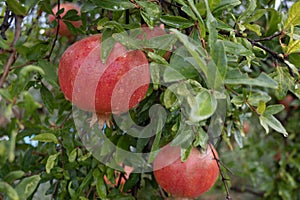 Pomegranates after a rain shower