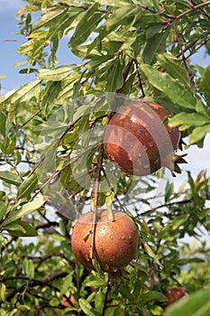 Pomegranates after a rain shower