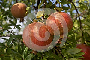 Pomegranates after a rain shower