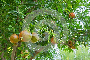 Pomegranates ripen on a tree in a farm garden