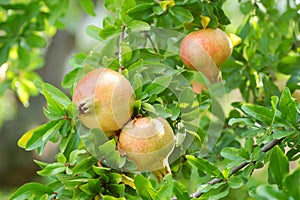 Pomegranates on the Tree