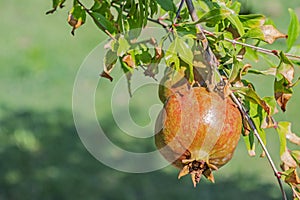 Pomegranates on tree banches in green nature.