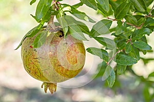 Pomegranates on tree banches in green nature.