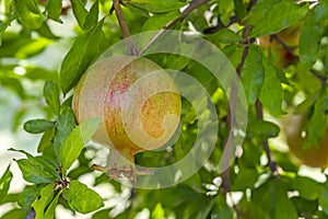 Pomegranates on tree banches in green nature.