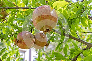 Pomegranates on tree banches in green nature.