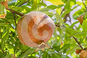 Pomegranates on tree banches in green nature.