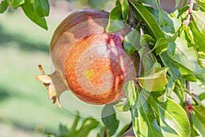 Pomegranates on tree banches in green nature.