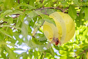 Pomegranates on tree banches in green nature.