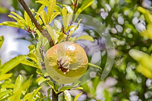 Pomegranates on tree banches in green nature.