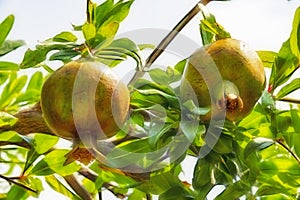 Pomegranates on tree banches in green nature.