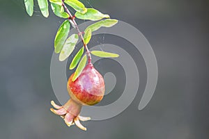 Pomegranates on tree banches in green nature.