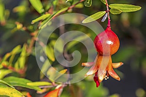 Pomegranates on tree banches in green nature.