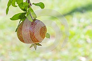 Pomegranates on tree banches in green nature. photo