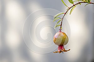 Pomegranates on tree banches in green nature.