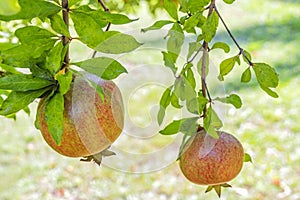 Pomegranates on tree banches in green nature. photo