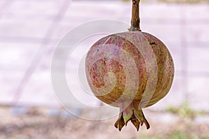 Pomegranates on tree banches in green nature. photo