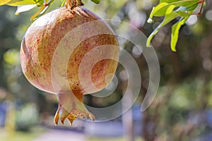 Pomegranates on tree banches in green nature. photo