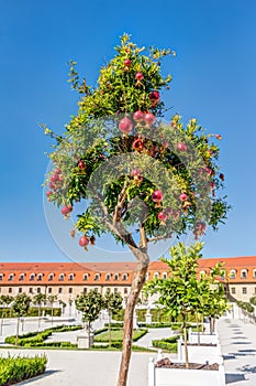 Pomegranates tree against blue sky