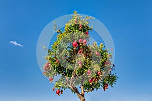 Pomegranates tree against blue sky