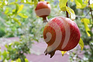 Pomegranates on the Tree