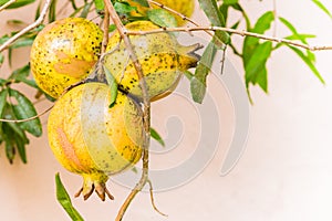 Pomegrante fruit