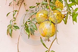 Pomegrante fruit