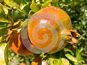 Pomegrante growing on a tree