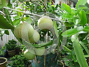 Big green pomelos hanging on branches photo