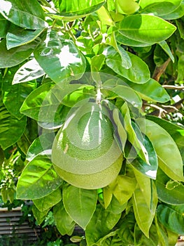 Pomelo, citrus fruit