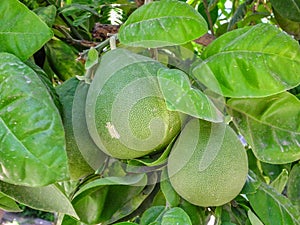 Pomelo, citrus fruits