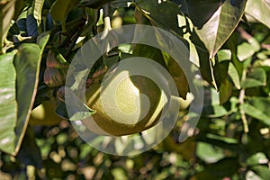 Pomelo Citrus maxima fruit hanging on branch of the citrus tree.. Japan