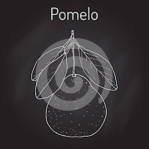 Pomelo Citrus maxima , or pamplemousse, jabong, shaddock - citrus fruit