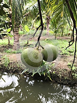 Pomelo or Citrus maxima produce the fruit.