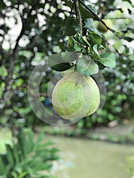 Pomelo or Citrus maxima produce the fruit.