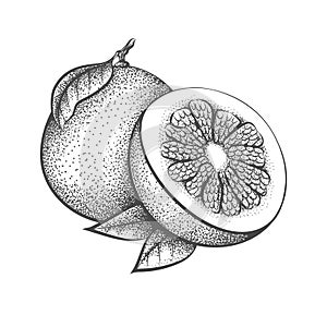 Pomelo engraving illustration