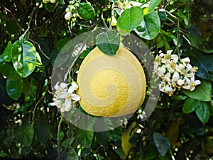 Pomelo fruit and flowers